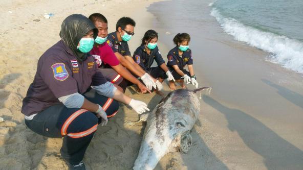 พบซากโลมาปากขวด เกยตื้นบริเวณชายหาดพีเอ็มวาย จ.ระยอง